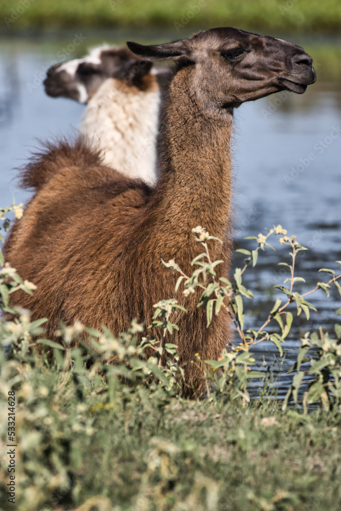 Fototapeta premium Llamas in Texas