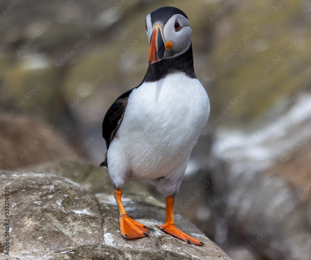 Fototapeta premium Puffins in Farne Islands, Northumberland