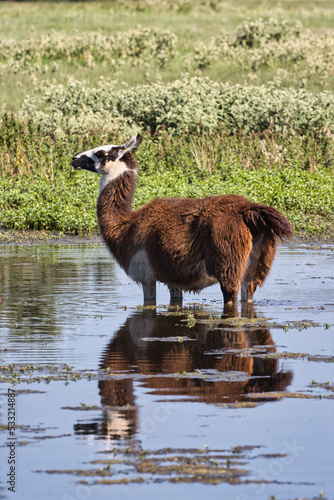 Llamas in Texas photo