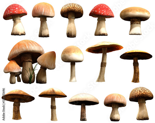 Mushrooms and toadstools 3D illustration 