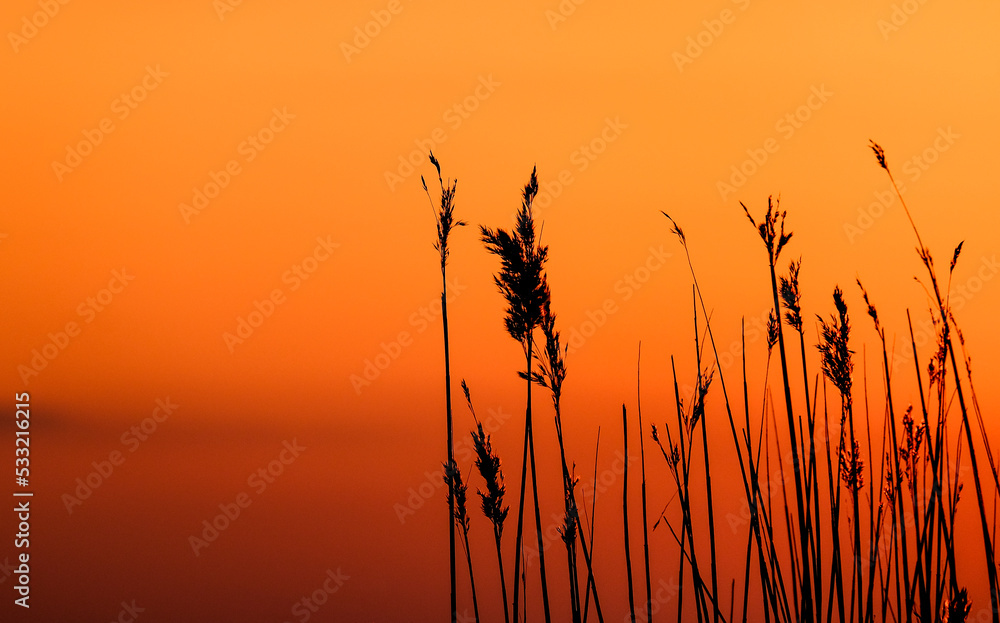 reeds at sunset reeds at sunset