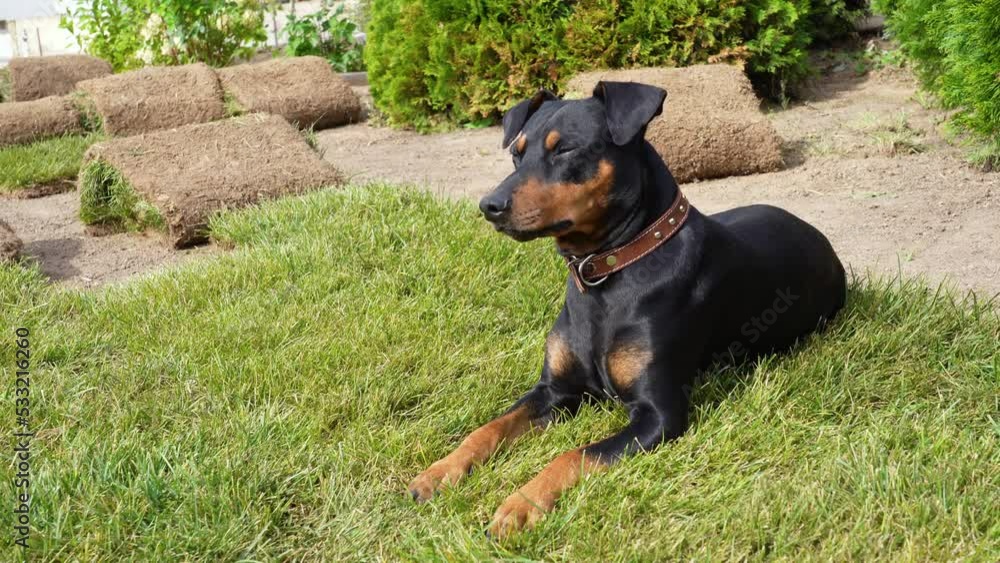 German pinscher dog is lying on green grass near ground prepared for laying lawn next to the turf rolls in the backyard of the cottage German pinscher dog is lying on green grass near ground prepared for laying lawn next to the turf rolls in the backyard of the cottage