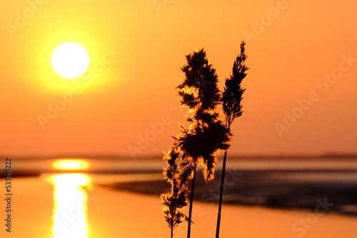 Sundown Waddensea straw