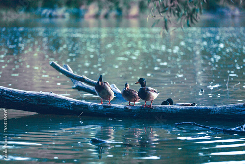 Beautiful photo of ducks on a tree branch in a pond © Milan