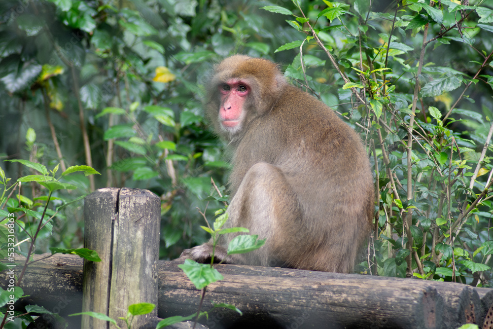 Fototapeta premium Japanese monkey resting with green leaves in the background