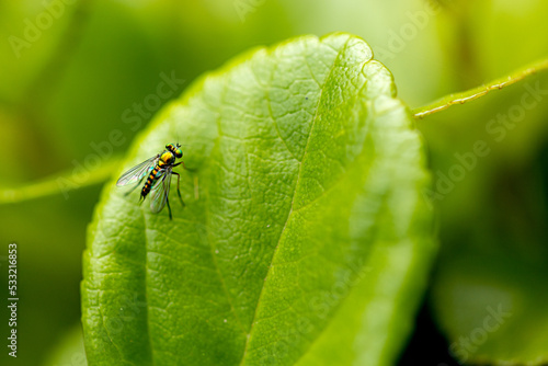 Mosca na folha