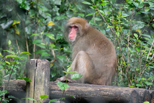 Japanese monkey resting with green leaves in the background © Miriana