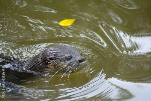 otter in the water