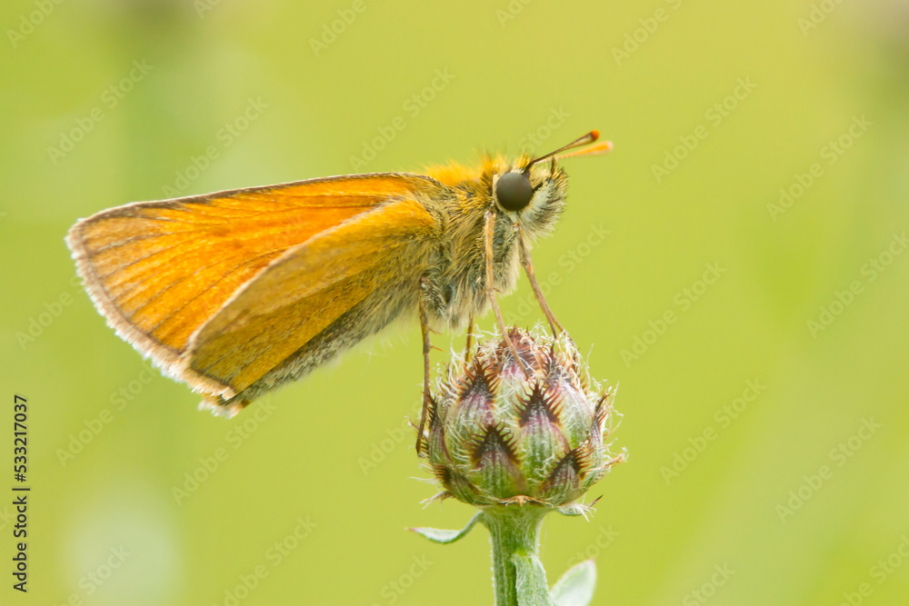Fototapeta premium Karlątek - motyl