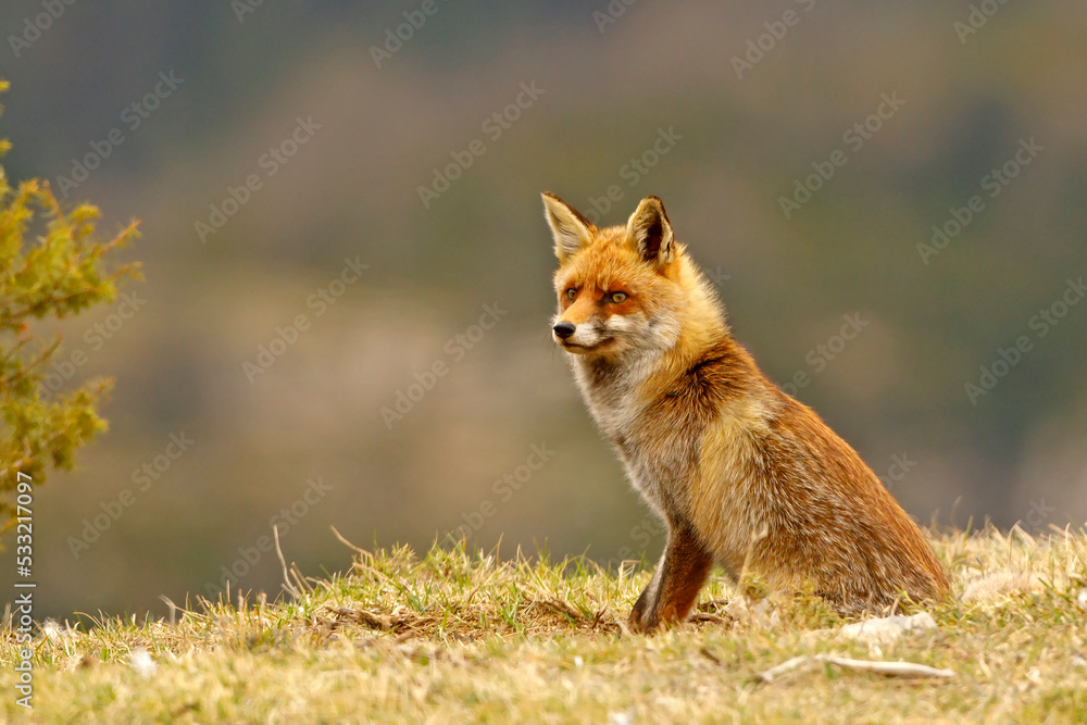 Lis (Vulpes vulpes)