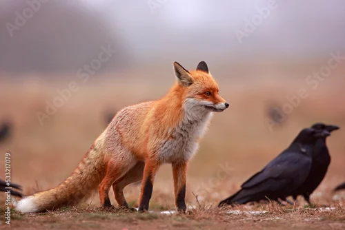 Fototapeta Lis (Vulpes vulpes)