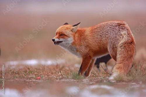 Fototapeta Lis (Vulpes vulpes)