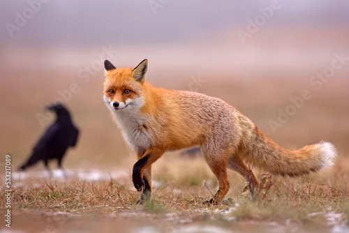 Fototapeta Lis (Vulpes vulpes)