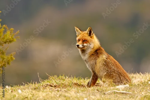 Fototapeta Lis (Vulpes vulpes)