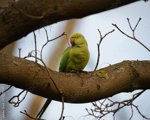 Papagei in der Stadt