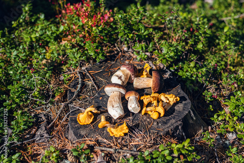 Fresh picked porcini mushrooms(Boletus pinophilus) and chanterelle mushrooms (Cantharellus cibarius) on the stump in the forest.