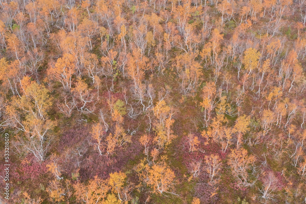 background autumn beautiful northern dwarf birches, top view