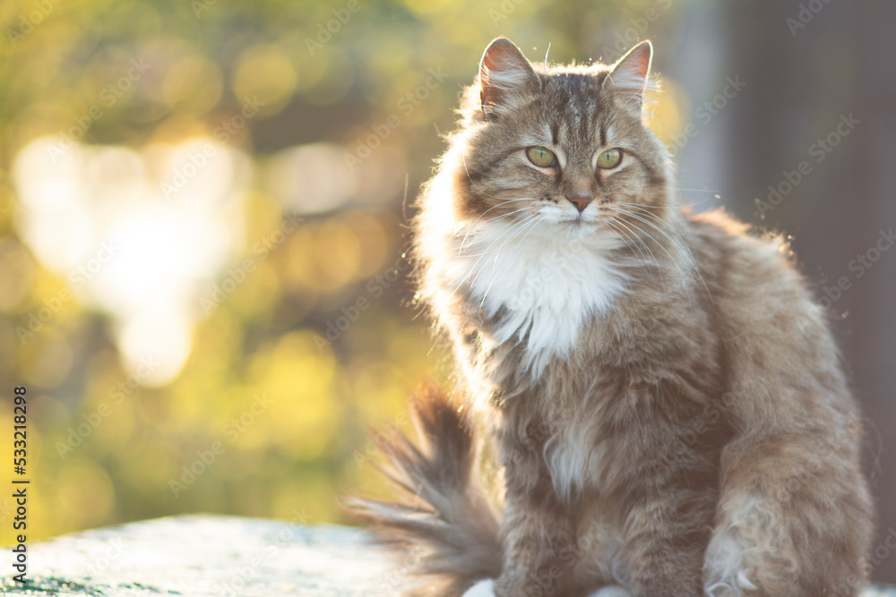 Naklejka premium portrait of a beautiful siberian cat in nature