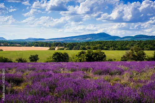 Lavender field near the Ventoux mount