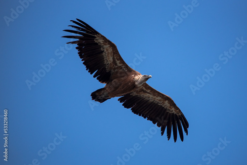 Vulture flying seen from beneath