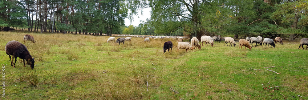 heidschnucken sheep in the lüneburg heath heidschnucken sheep in the lüneburg heath