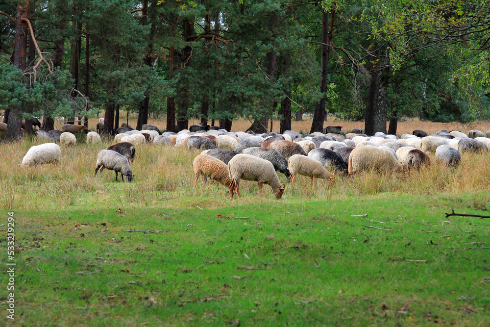 heidschnucken sheep in the lüneburg heath