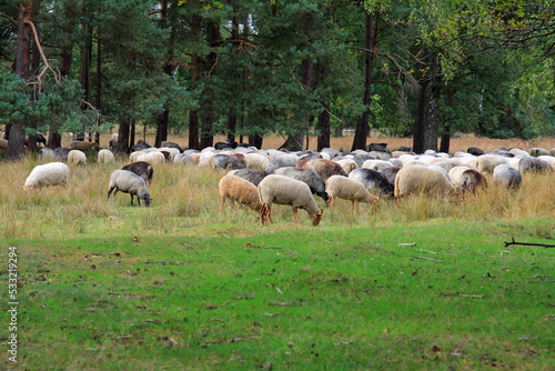heidschnucken sheep in the lüneburg heath