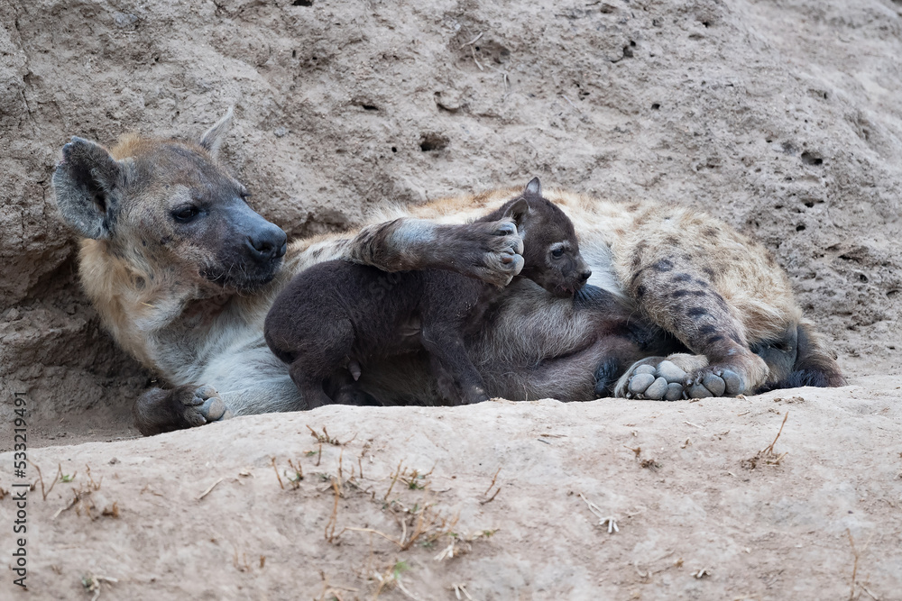 Fototapeta premium Hyena Daycare