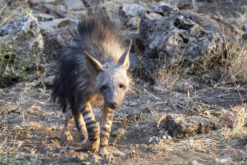 Photography Brown Hyena