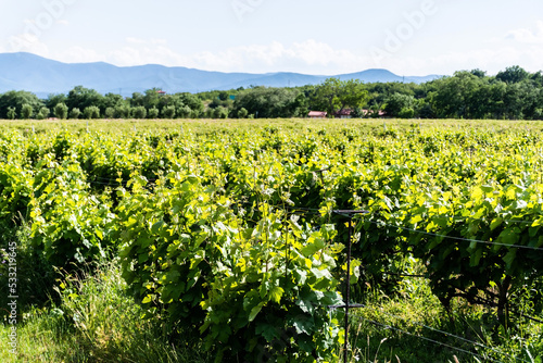 Field with vines located in the Thracian valley. Skobelevo, Bulgaria