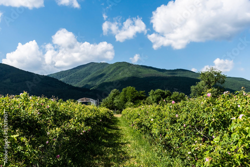Rosa Damascena or Damask rose. Field with pink bulgarian roses located in the Thracian Rose valley. Tea rose rosebushes. Bulgaria.