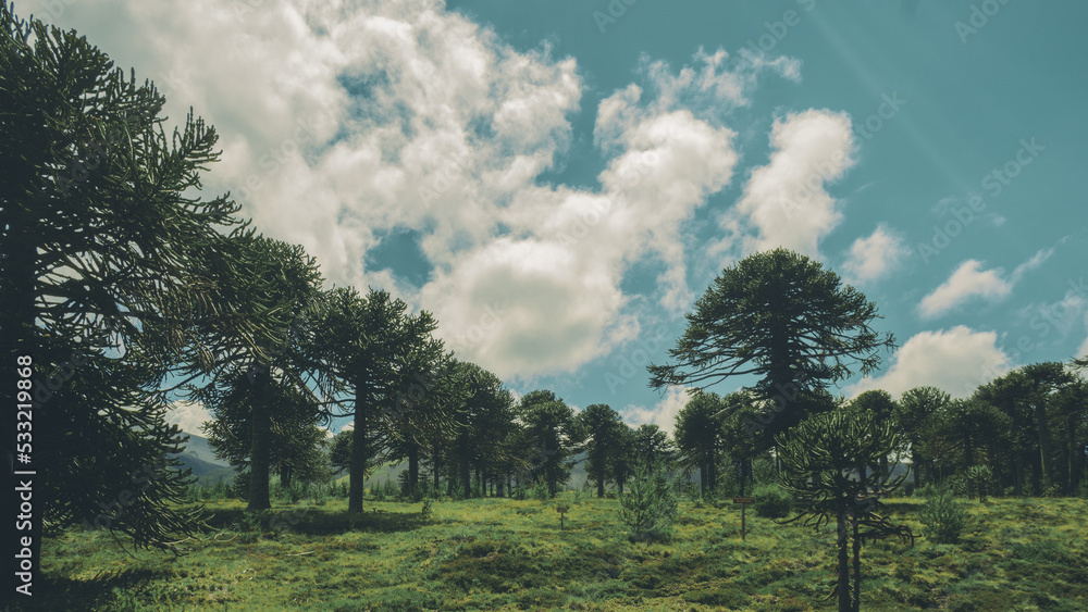 Obraz premium Foto ancha de un grupo de araucarias en la naturaleza de la araucania chile. Se ve el cielo azul, nubes blancas y pasto verde