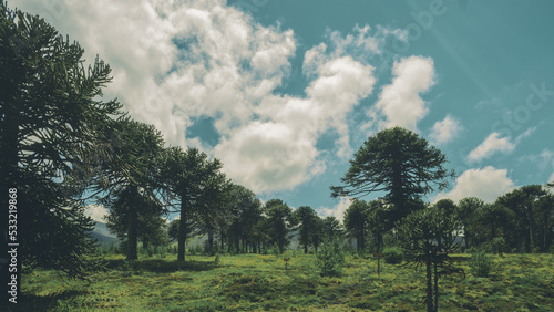 Foto ancha de un grupo de araucarias en la naturaleza de la araucania chile. Se ve el cielo azul, nubes blancas y pasto verde photo