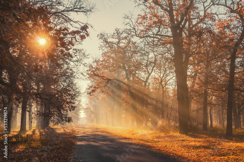 Amazing path in the autumn park.