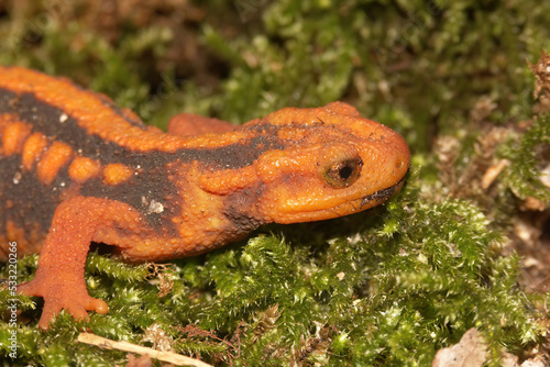 Closeup on an adult endangered, colorful orange Asian Mandarine newt , Tylototriton shanjing