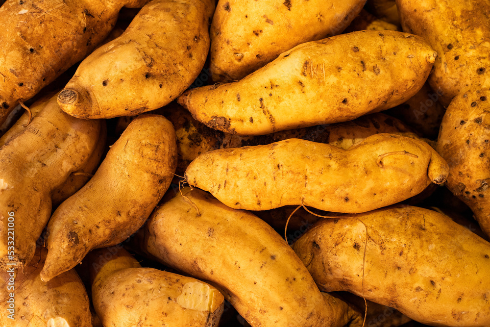 Organic white sweet potatoes in the market - Ipomoea batatas Organic white sweet potatoes in the market - Ipomoea batatas