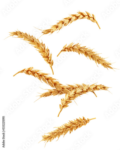 Falling Wheat isolated on white background, clipping path, full depth of field