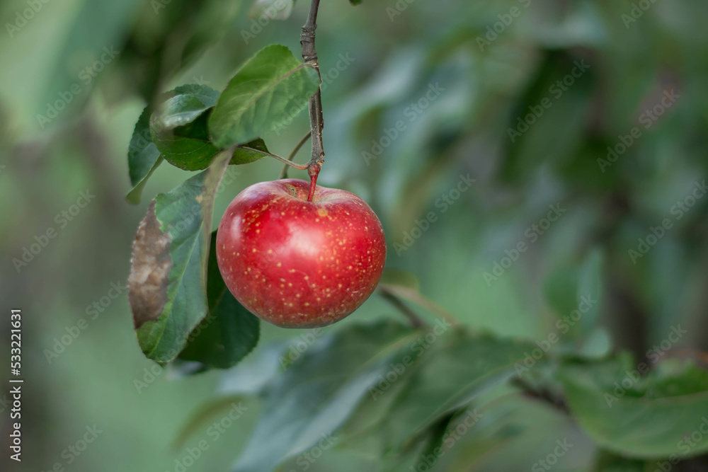 Obraz premium red apple on a branch