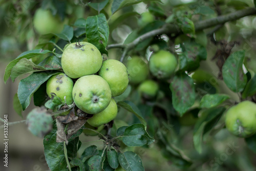 Wallpaper Mural green apples on a tree Torontodigital.ca