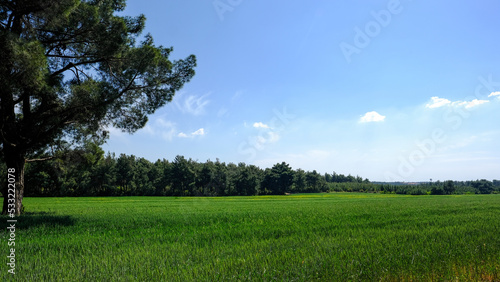 Bright Green Field Under Open Sky