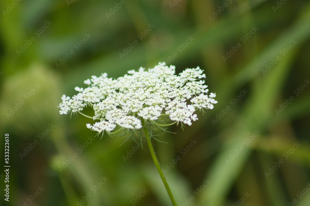 Closeup of wild carrot inflorescence with green blurred plants on background Closeup of wild carrot inflorescence with green blurred plants on background