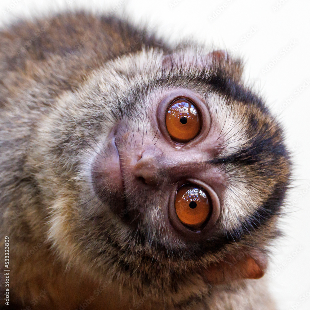 The three-striped night monkey (Aotus trivirgatus), also known as northern night monkey or northern owl monkey