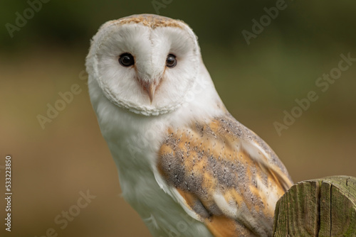 Barn owl close up sat on a gate post © Colleenashley
