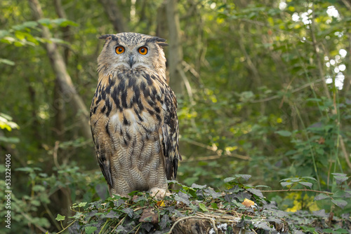 Eagle owl sat on a tree stump