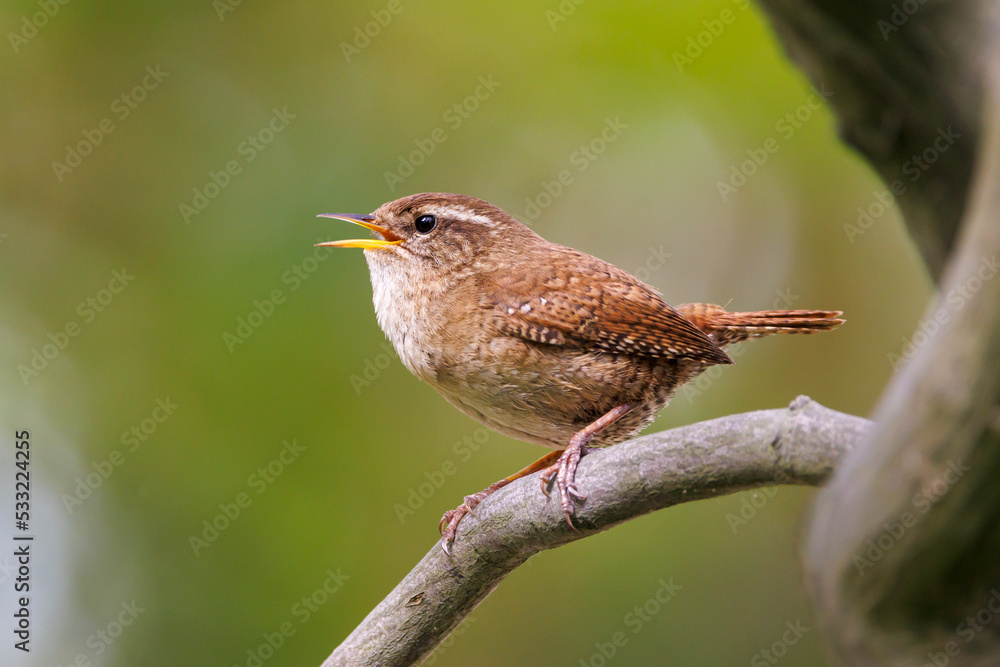 Fototapeta premium The Eurasian wren (Troglodytes troglodytes) or northern wren perching on twig.