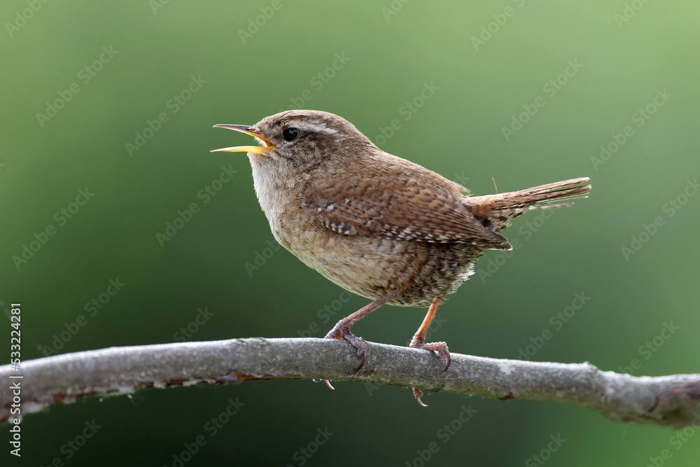 The Eurasian wren (Troglodytes troglodytes) or northern wren perching on twig. The Eurasian wren (Troglodytes troglodytes) or northern wren perching on twig.