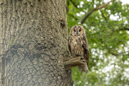 Tawny owl sat on a small branch