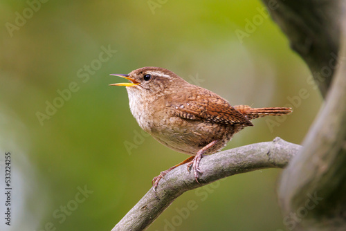 Schilderij op canvas The Eurasian wren (Troglodytes troglodytes) or northern wren perching on twig