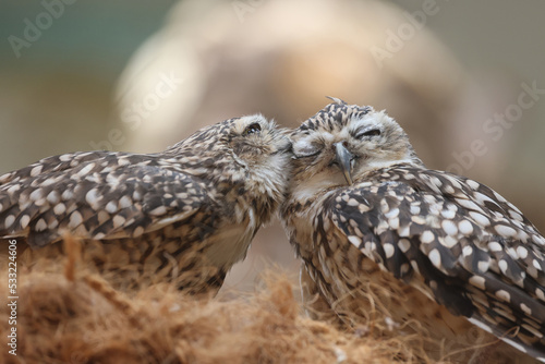 Canvas Print The burrowing owls (Athene cunicularia), also called the Shoco