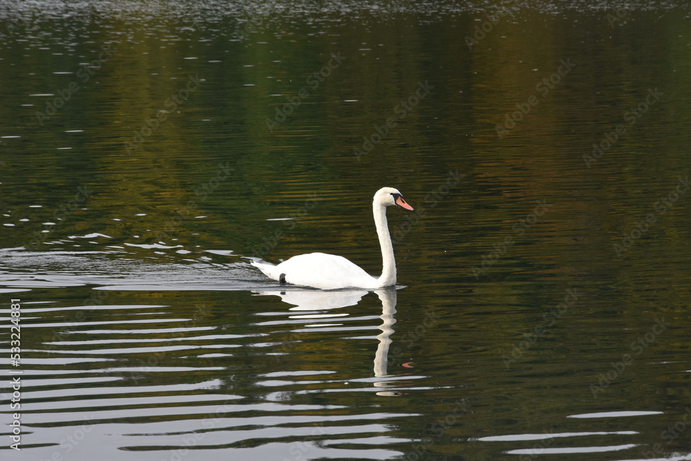 Łąbądź biały na wodzie
